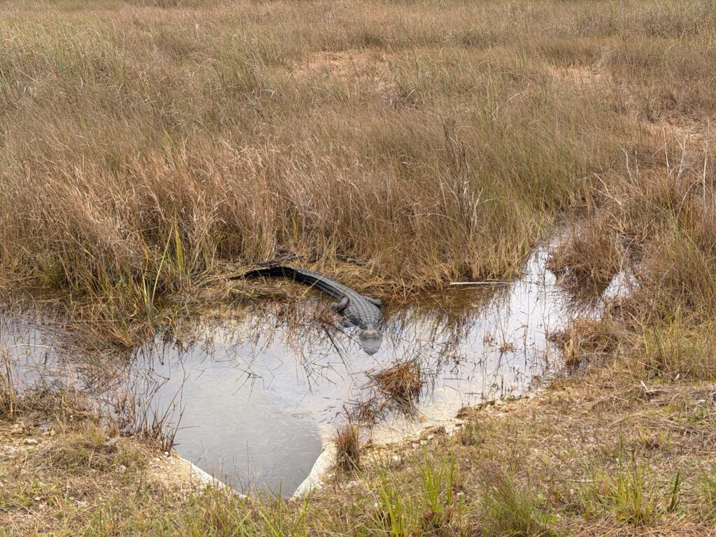 alligator and babies in everglades national park